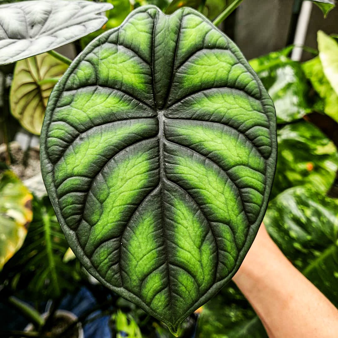 Alocasia Dragon Scale